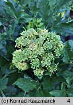 Angelica archangelica ssp. litoralis (dzięgiel litwor nadbrzeżny)