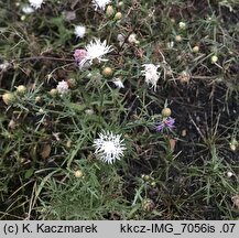 Centaurea stoebe (chaber nadreński)