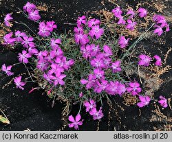 Dianthus gratianopolitanus (goździk siny)