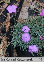 Dianthus gratianopolitanus (goździk siny)