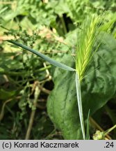 Hordeum murinum ssp. leporinum