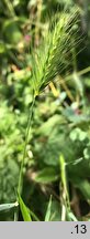 Hordeum murinum ssp. leporinum