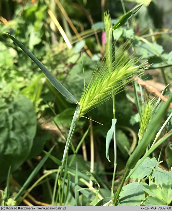 Hordeum murinum ssp. leporinum