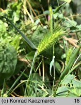 Hordeum murinum ssp. leporinum