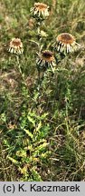Carlina vulgaris s.str. (dziewięćsił pospolity)