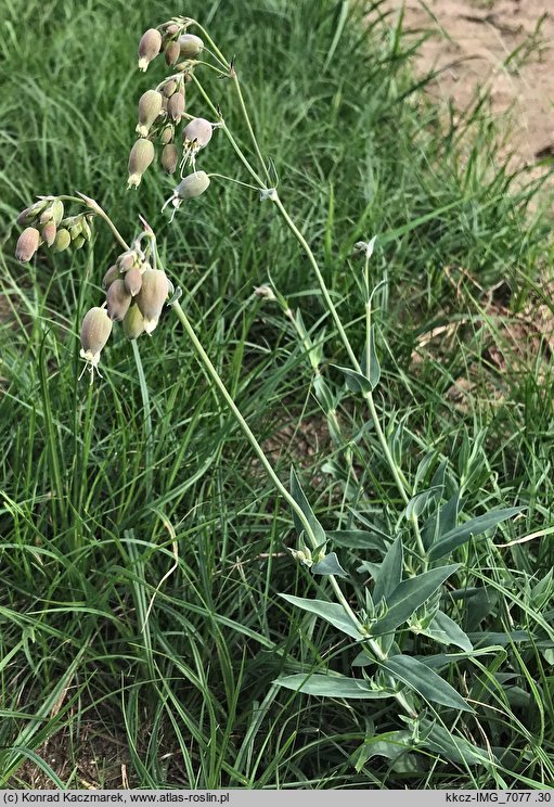 Silene vulgaris (lepnica rozdęta)