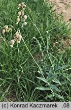 Silene vulgaris (lepnica rozdęta)