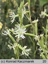 Silene tatarica (lepnica tatarska)