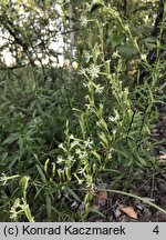 Silene tatarica (lepnica tatarska)