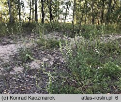 Silene tatarica (lepnica tatarska)