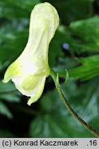 Aconitum lycoctonum ssp. lycoctonum (tojad lisi typowy)