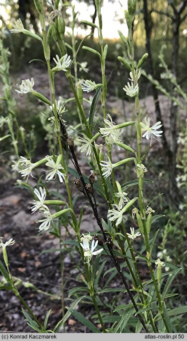 Silene tatarica (lepnica tatarska)