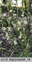 Silene tatarica (lepnica tatarska)