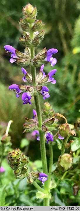 Salvia verbenaca