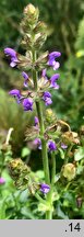 Salvia verbenaca