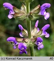 Salvia verbenaca