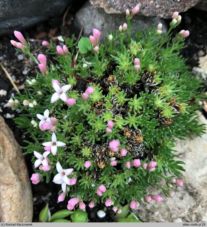 Asperula sintenisii (marzanka Sintenisa)