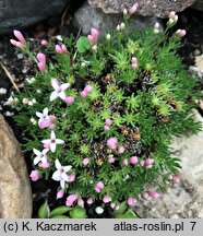 Asperula sintenisii (marzanka Sintenisa)