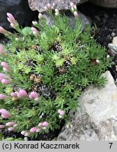 Asperula sintenisii (marzanka Sintenisa)