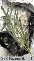 Arabis soyeri ssp. subcoriacea (gęsiówka stokrotkolistna)