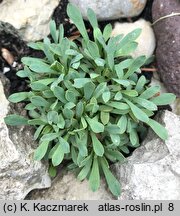Petrophytum caespitosum
