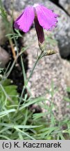 Dianthus praecox ssp. lumnitzeri