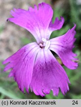 Dianthus praecox ssp. lumnitzeri