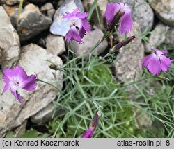 Dianthus praecox ssp. lumnitzeri