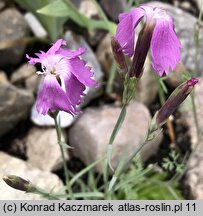 Dianthus praecox ssp. lumnitzeri