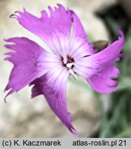 Dianthus praecox ssp. lumnitzeri (goździk Lumnitzera)