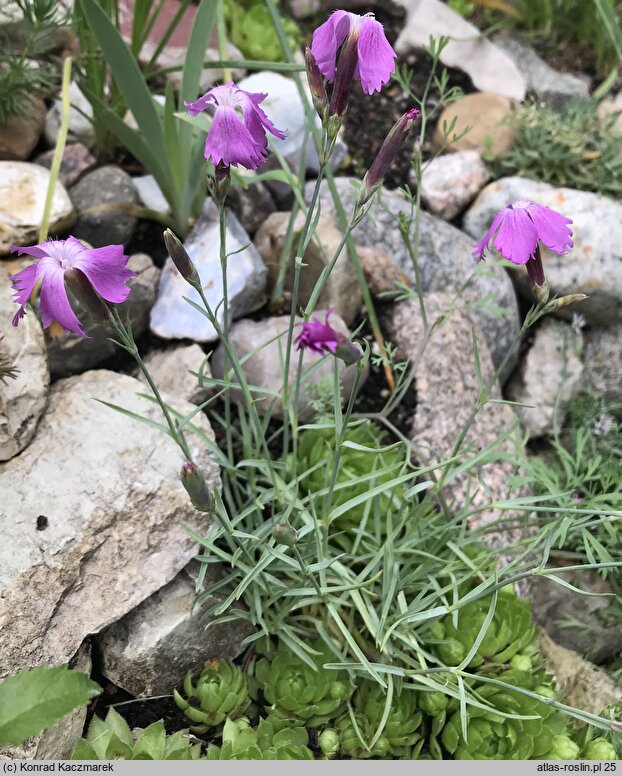 Dianthus praecox ssp. lumnitzeri (goździk Lumnitzera)