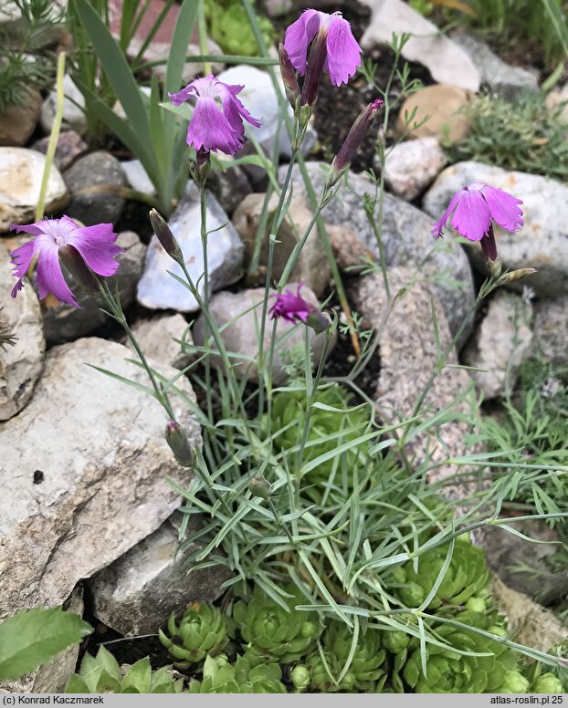 Dianthus praecox ssp. lumnitzeri