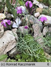 Dianthus praecox ssp. lumnitzeri