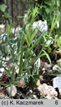 Dianthus knappii