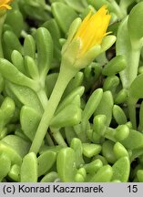 Delosperma nubigenum (słonecznica nubijska)