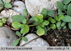 Polycarpon tetraphyllum (polikarpon czterolistny)