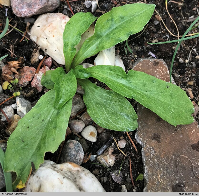 Primula hendersonii (bożykwiat Hendersona)