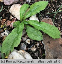 Primula hendersonii (bożykwiat Hendersona)