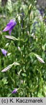 Campanula rapunculus (dzwonek rapunkuł)