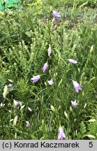 Campanula rapunculus (dzwonek rapunkuł)