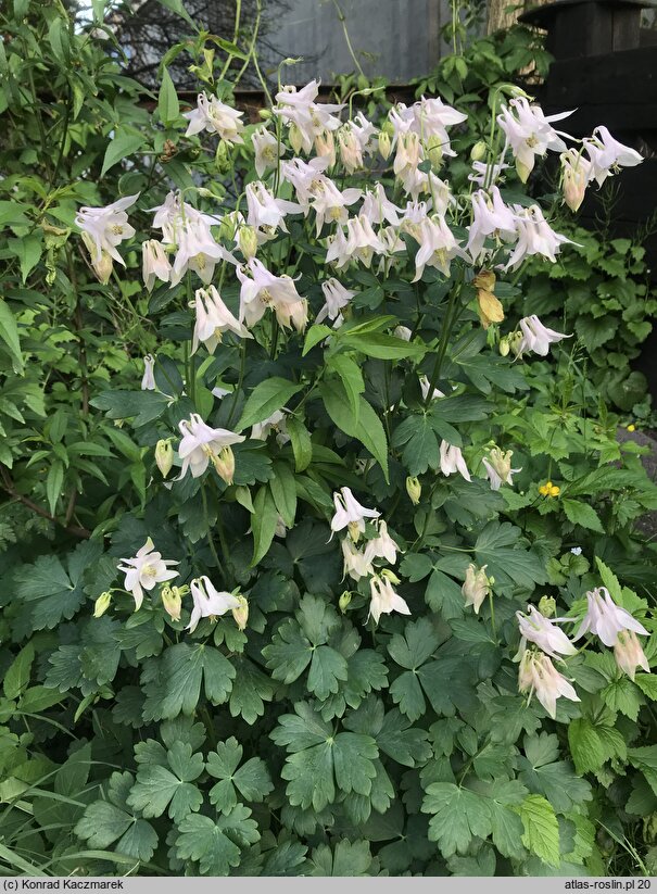 Aquilegia ×hybrida (orlik mieszańcowy)