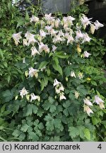 Aquilegia ×hybrida (orlik mieszańcowy)