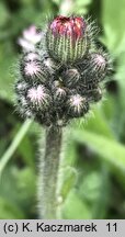 Hieracium aurantiacum (jastrzębiec pomarańczowy)