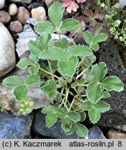 Potentilla speciosa