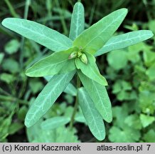 Euphorbia lagascae