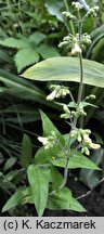 Penstemon pallidus