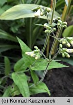 Penstemon pallidus