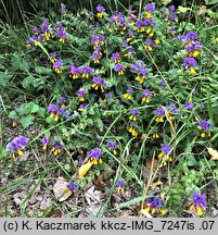 Melampyrum nemorosum (pszeniec gajowy)