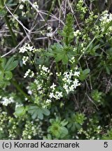 Galium mollugo s.str. (przytulia pospolita s.str.)