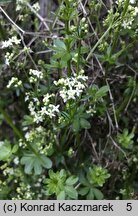 Galium mollugo s.str. (przytulia pospolita s.str.)